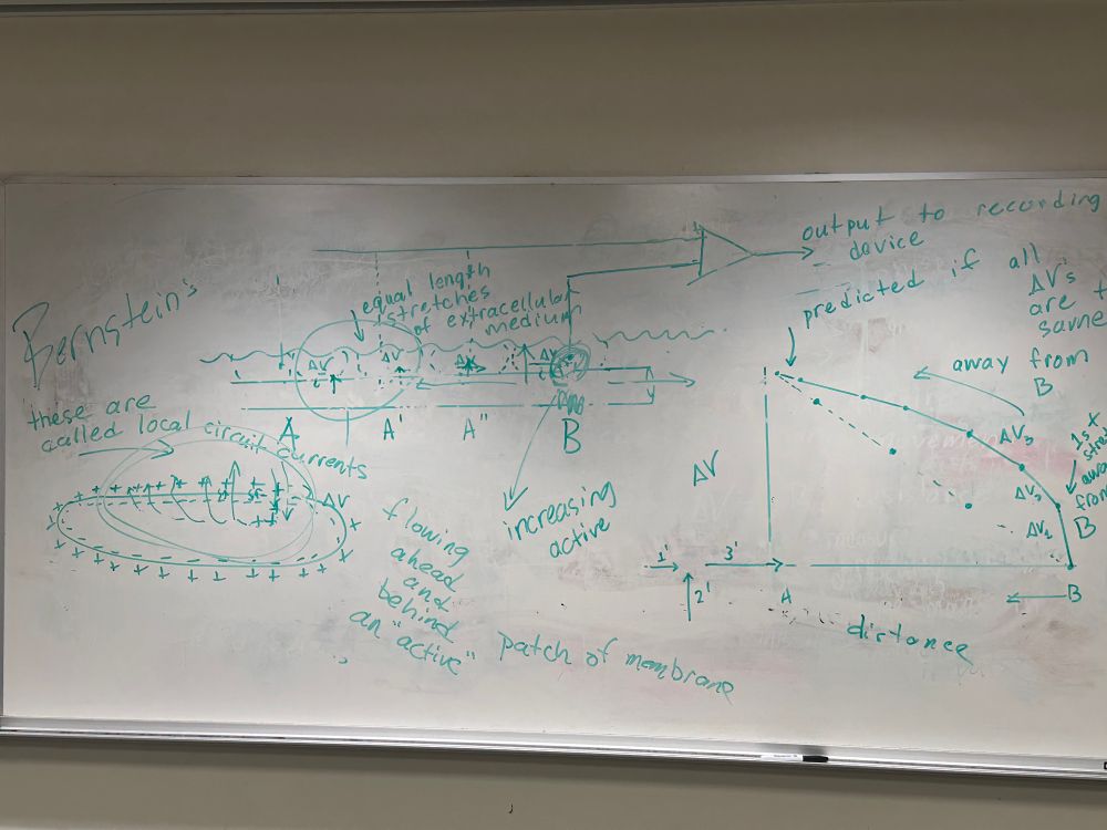 Using the injury current discovery and Bernstein's membrane hypothesis to build up to local circuit currents in intro neurobiology. 