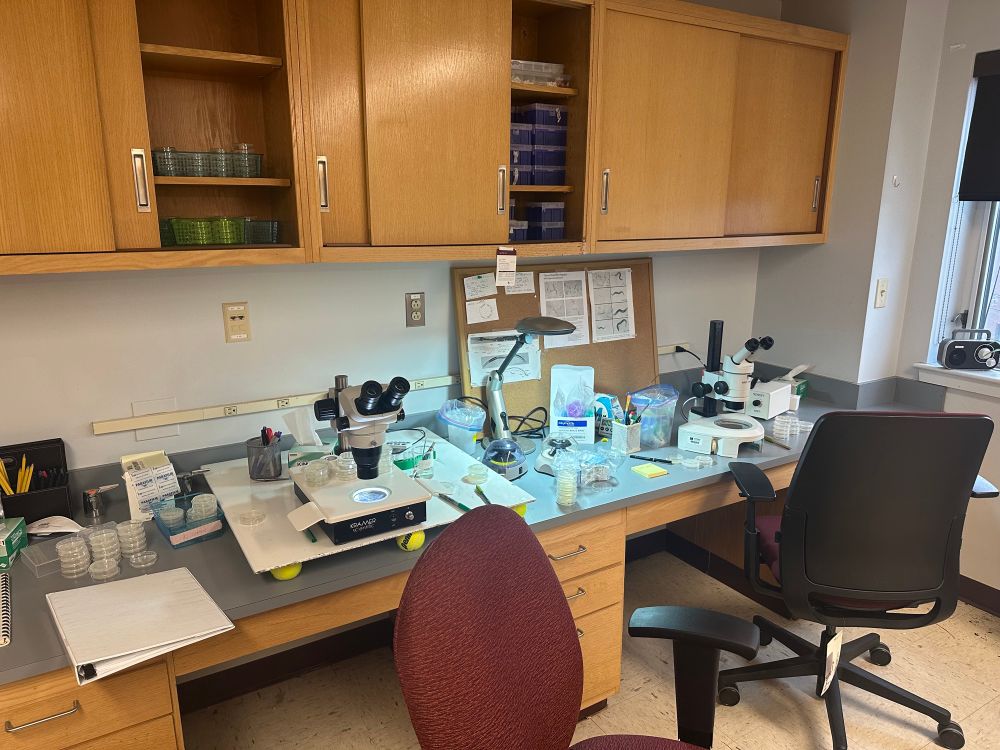 Image of lab bench for worm research.