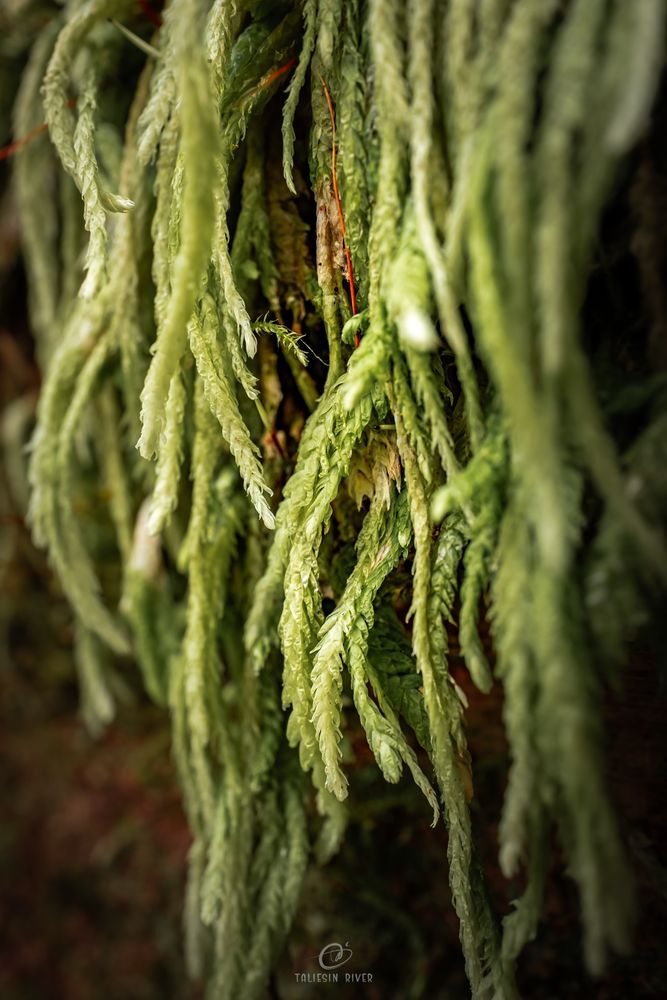 A macro photo of long, braid like strands of moss in the forest