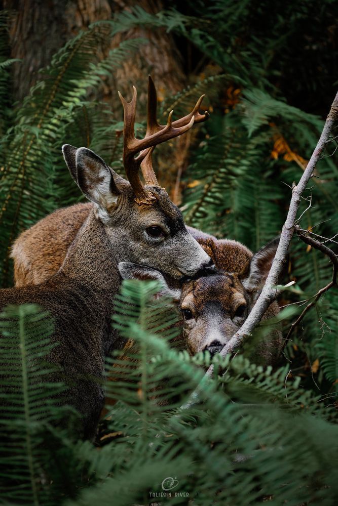 A photo of a male and a female deer surrounded by dark green ferns, the male seeming to rest his snout on the head of the female