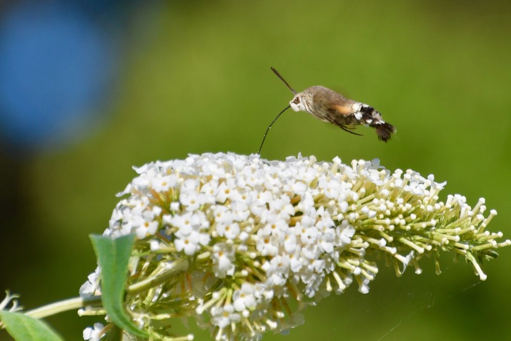 Hummingbird Hawkmoth hovering over a Buddleia flower with extended proboscis into the flower