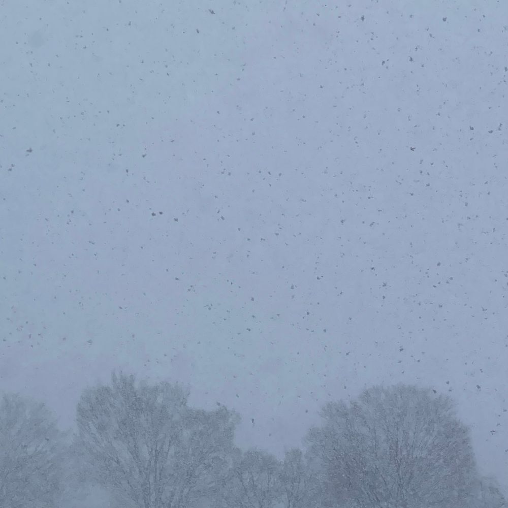 雪空。大学構内の並木に降り積もる雪