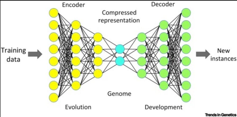 An image comparing the encoder and decoder sides of a variational autoencoder to the processes involved in evolution and development and the genome to the compressed representation (a generative model)