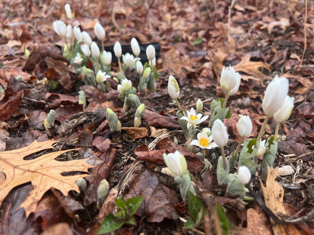 A line of 40 blood root plants (Sanguinaria canadensis). Some blooming, most about to bloom. 