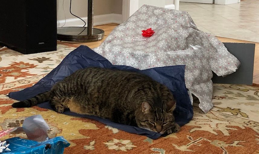 A large tabby cat asleep on a rectangle of discarded Christmas wrapping paper during present opening.