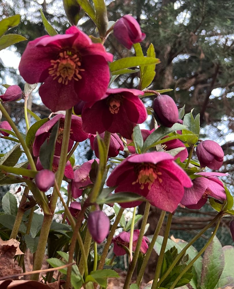 Red helleborus orientalis in bloom