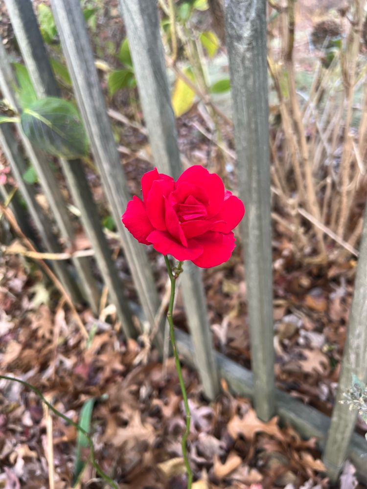 Single Fall rose bloom above a layer of dead leaves.