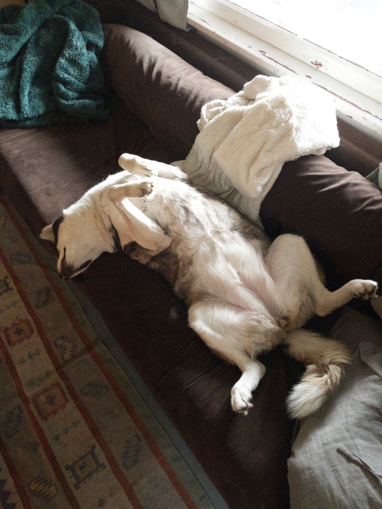 Dog lying on her back