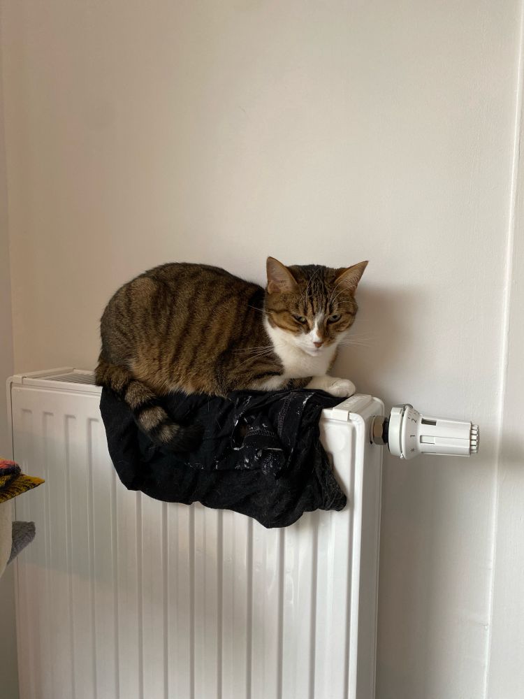 Chat allongé sur un radiateur.