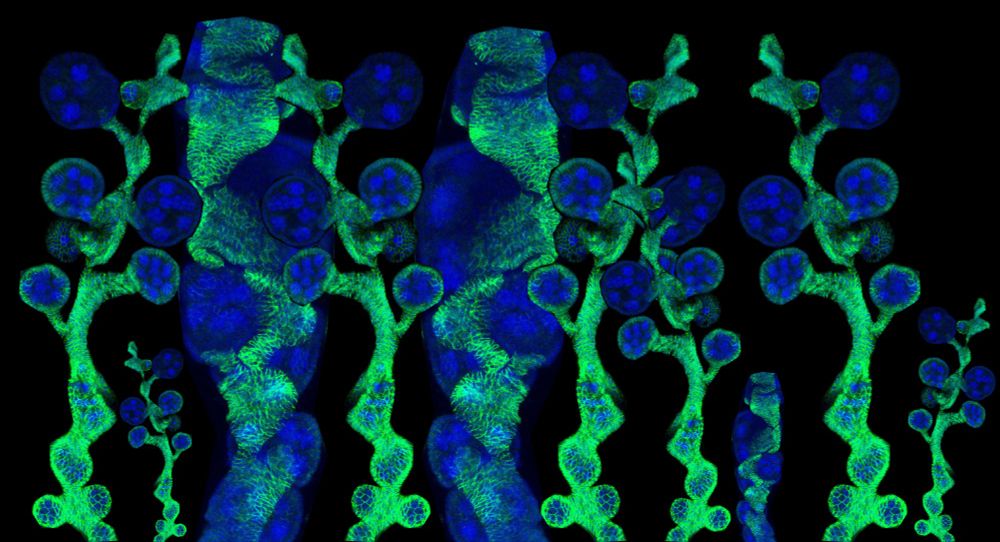 Collage of immunostaining microscopy pictures of #Drosophila ovarioles.