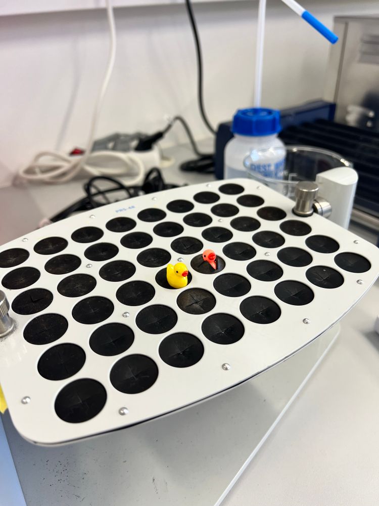 Picture of a rotator with two mini rubber ducks.