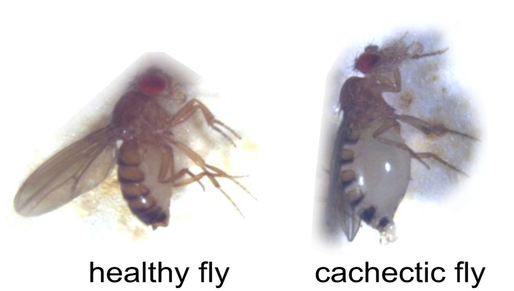 Adult female Drosophila. Left: healthy fly, right: fly with cancer cachexia.