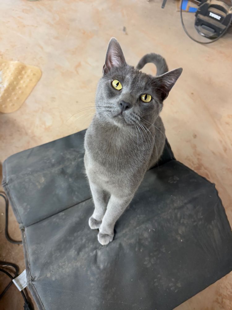 A gray cat with piercing yellow/green eyes sits on the paw-print-covered roof of a cat house and stares up at the camera with tail partially curled behind.