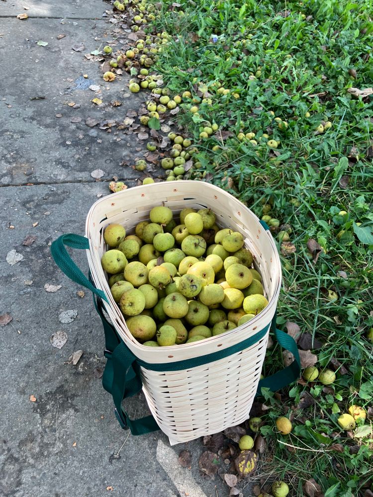Packbasket full of small, dense Ussurian pears dropping from a public street tree in Ithaca, NY.