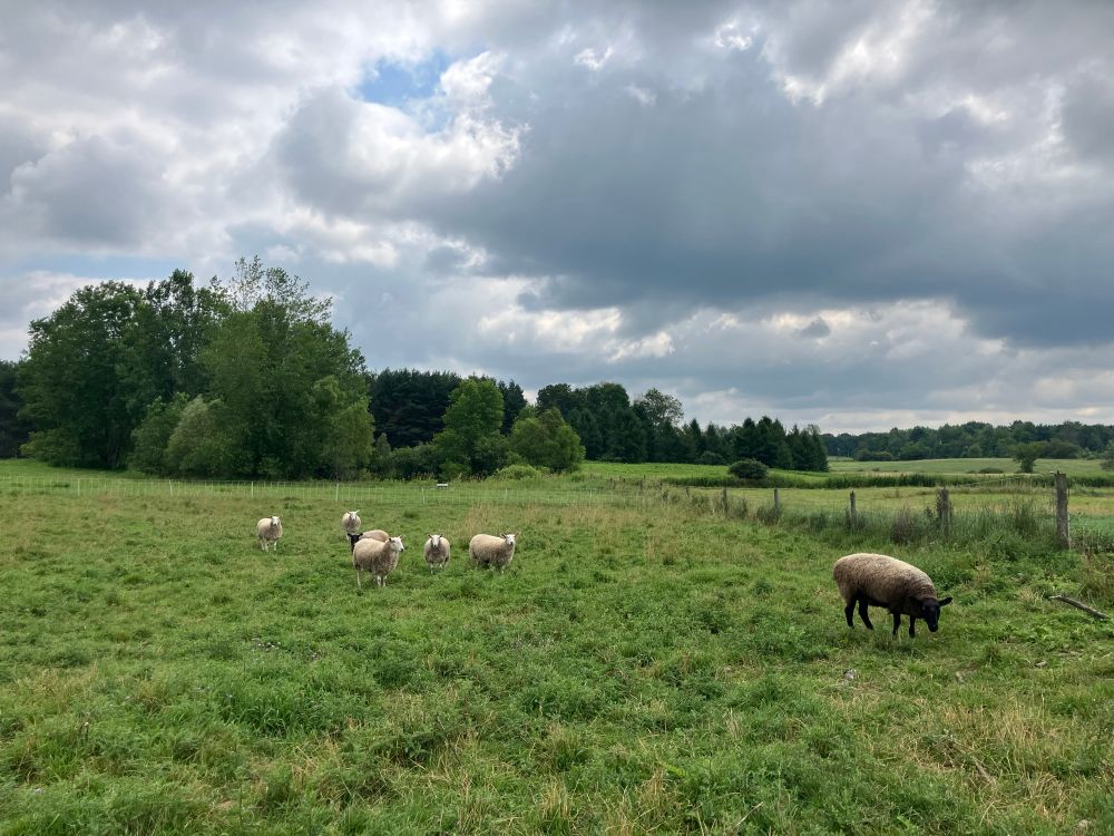 Seven sheep grazing on a grass field with trees in the background, under a cloudy sky.