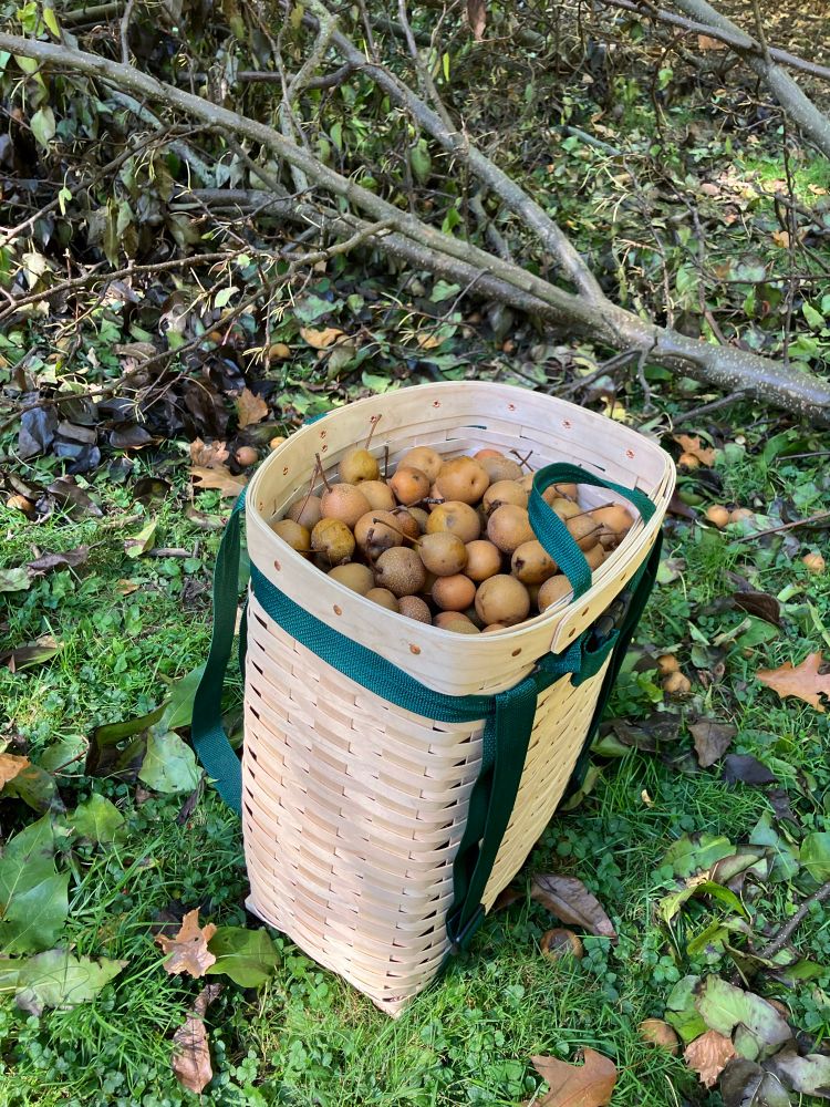 Wooden packbasket full of pears.