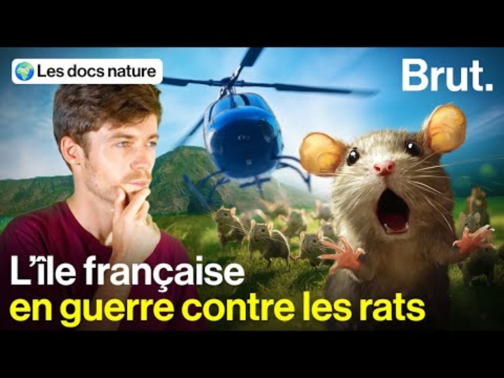 Au bout du monde, la France chasse les rats en hélicoptère