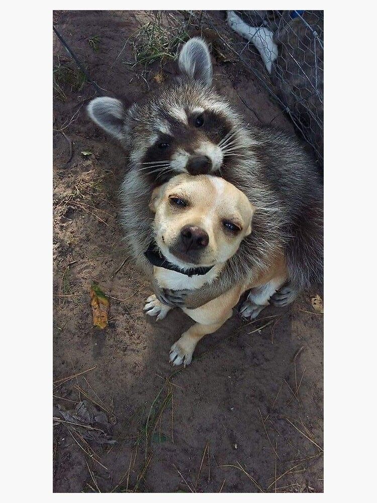 Waschbär umarmt Hund