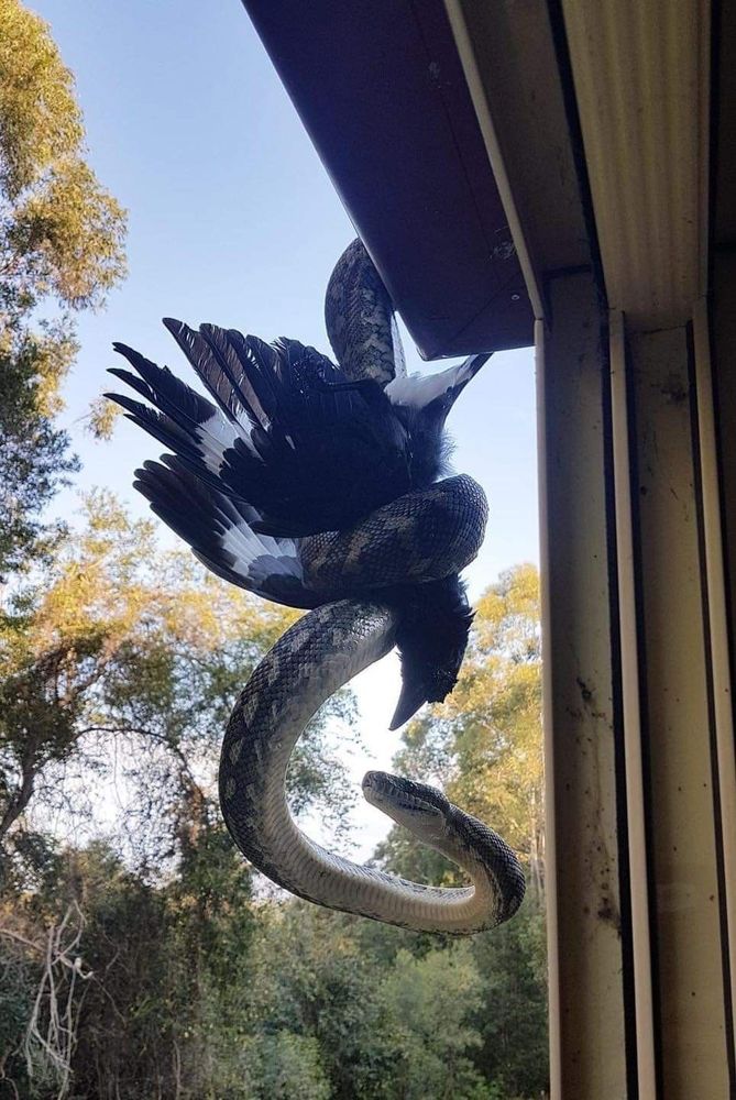 a snake has caught an Australian magpie