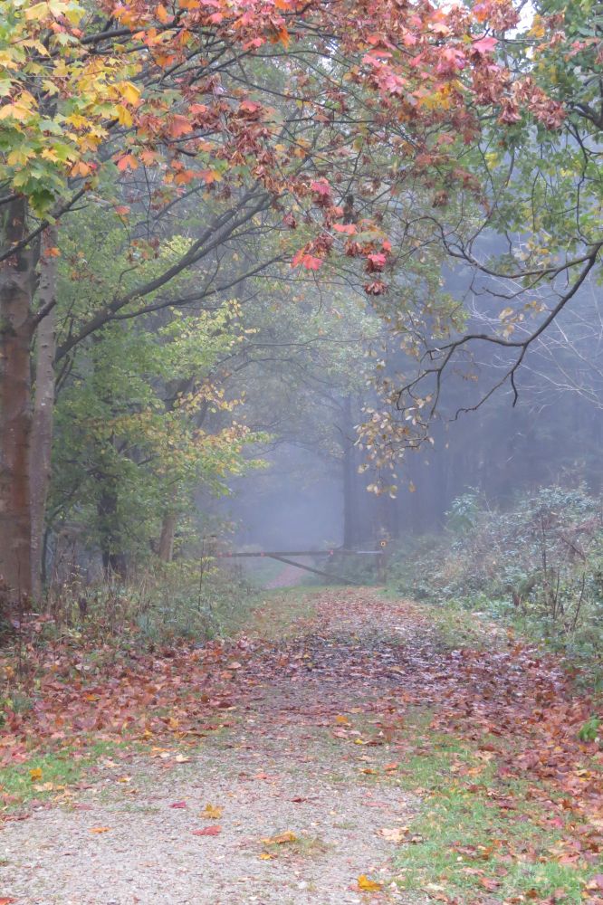 Autumn leaves at Dalby Forest.