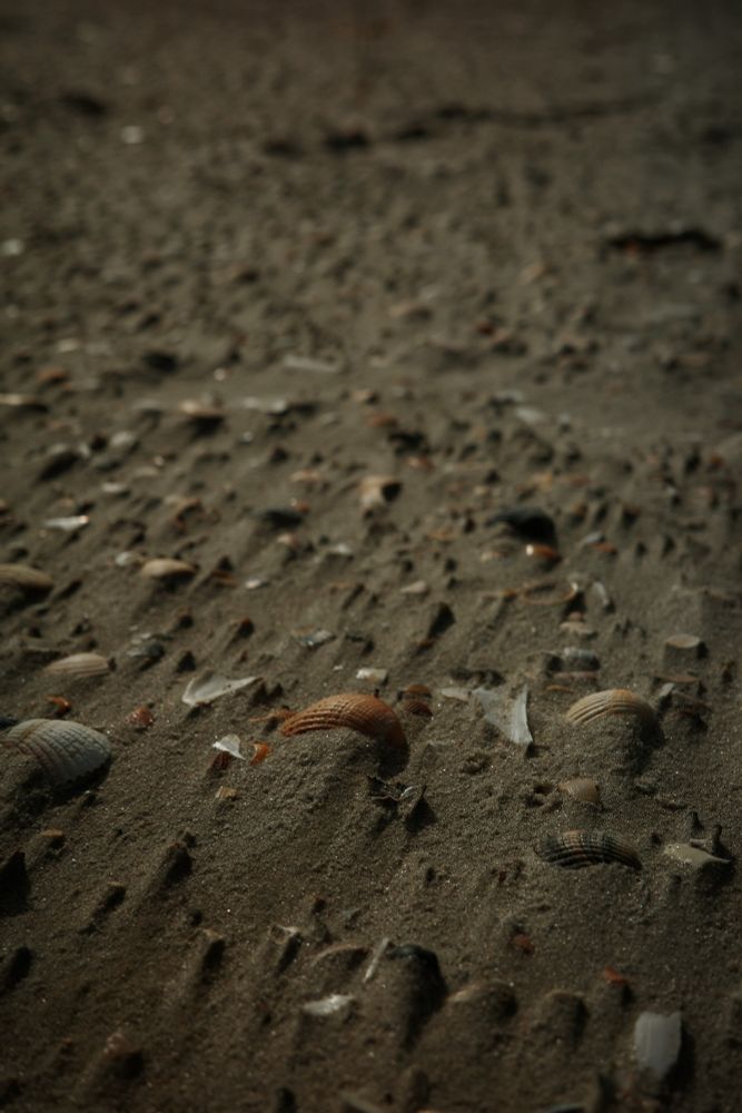 Muscheln im Sand.