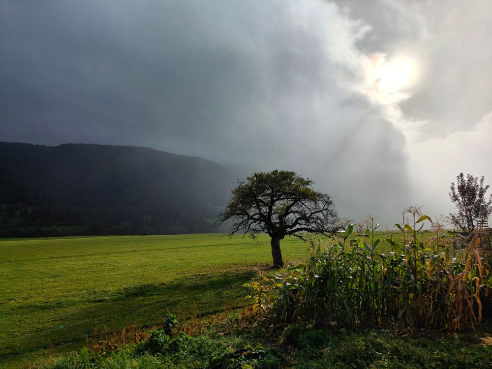 Vue sur un champ à Corgémont Suisse Jura, ciel orageux, arbre et maïs avant plan, le soleil perce les nuages à droite