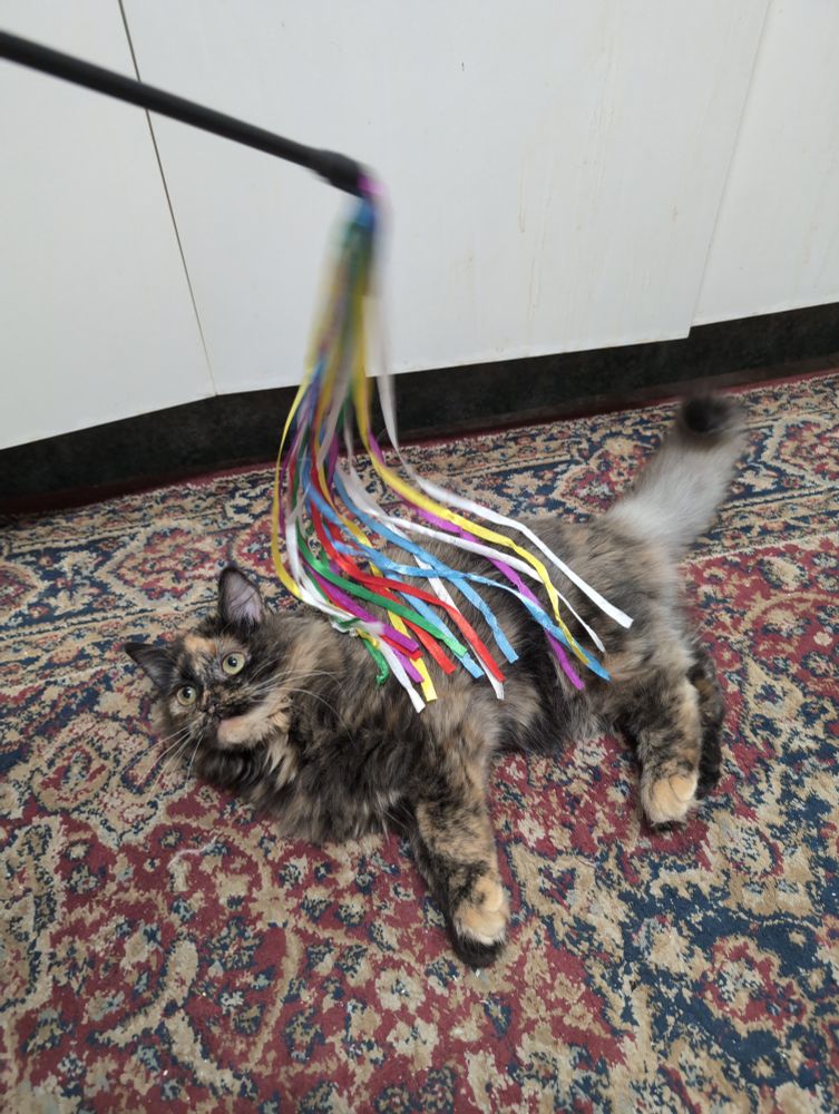 A tortoiseshell kitten laying under a ribbon toy
