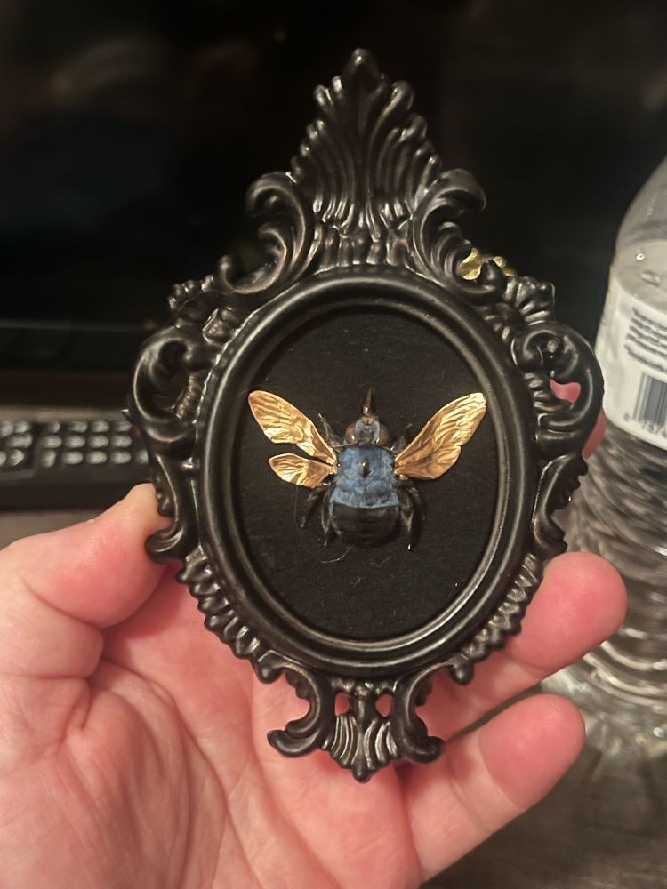 A blue carpenter bee framed on a black felt background with a black intricate frame. The wings are gold