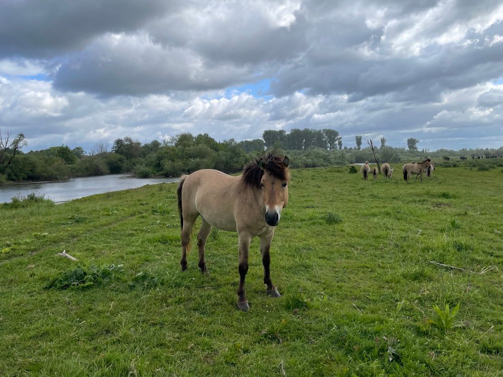 Neugieriger Konik-Hengst vor dem Fluss Lippe, im Hintergrund seine Herde. Die Pferde pflegen hier zusammen mit Rindern die Auwiesen und erzeugen eine artenreiche Fluss- und Auenlandschaft, wie wir sie in Zeiten von Biodiversitäts- und Klimakrise entlang aller Flüsse bräuchten. 
