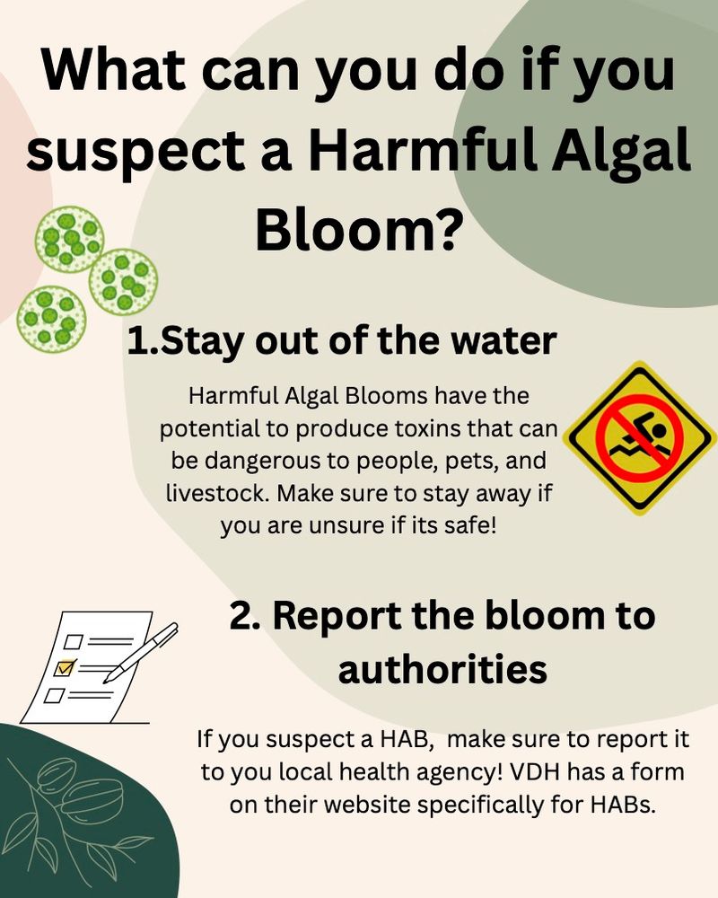 Graphic showing what you should do if you suspect a Harmful Algal Bloom. You should stay out of the water and report the bloom to authorities at the Virginia Department of Health. 