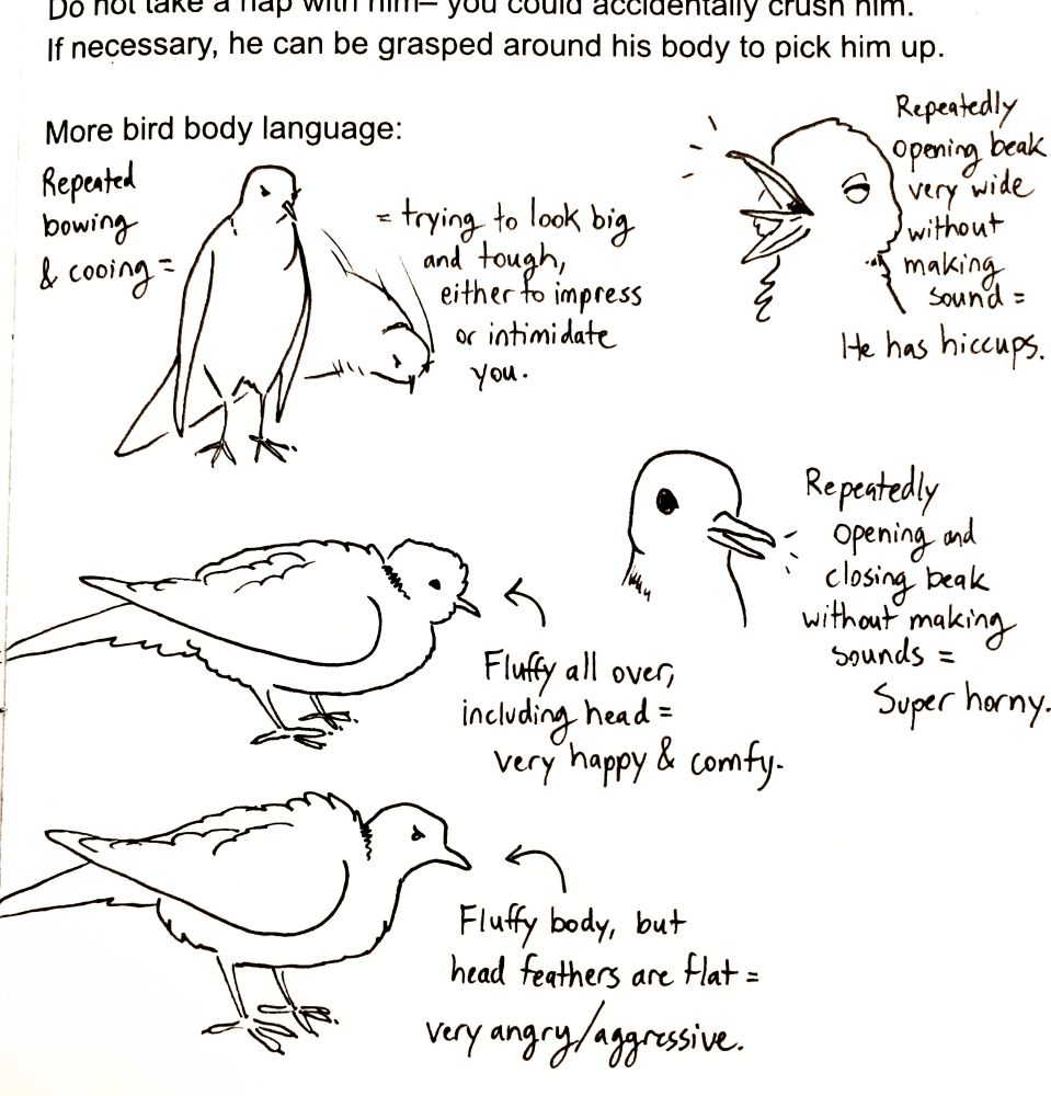 A page featuring drawings of a doce in various postures and describing various movements, labeled with interpretations. For example, an image of a dove's head showing its beak slightly open; the text beside it reads, "Repeatedly opening and closing beak without making sounds = Super horny."