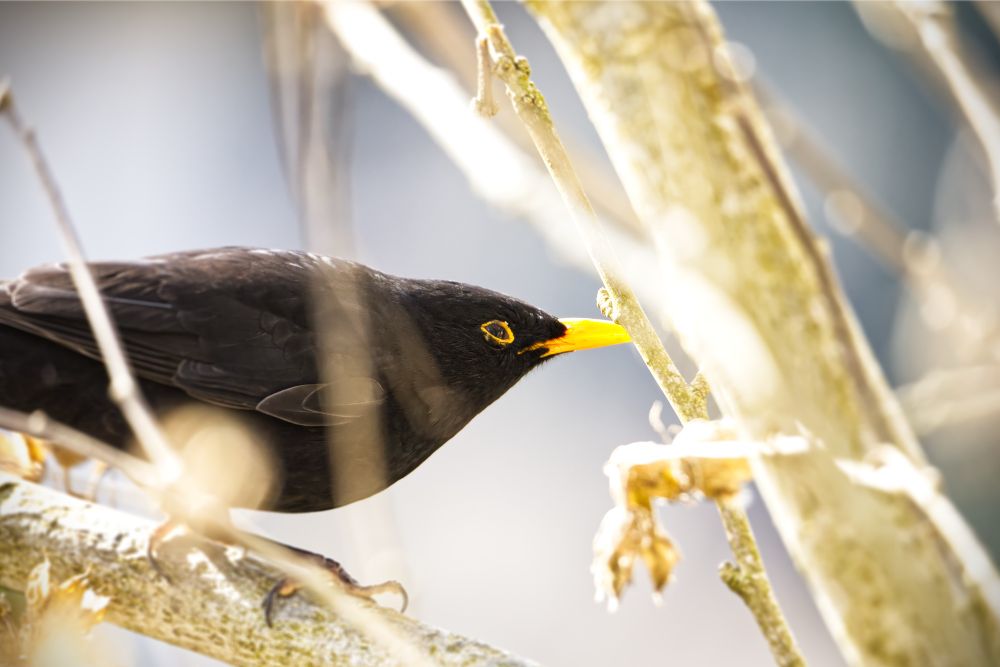 Picture shows a blackbird in a tree squinting its eye. 