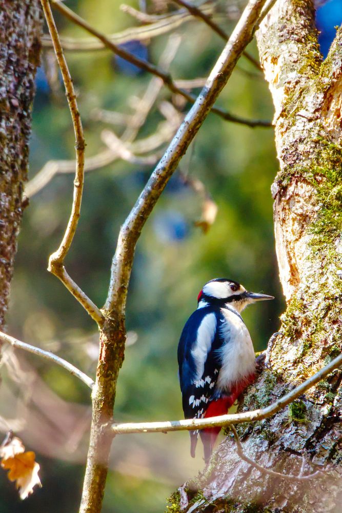 Image shows a Great Spotted Woodpecker in a tree. 