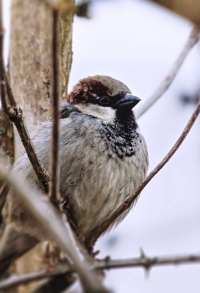 Picture shows a closeup of a house sparrow sitting in a tree. 