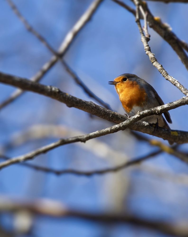 Picture shows a closeup of a European Robin sitting in a tree. 