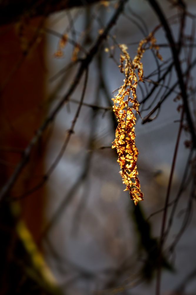 Dead leaves having on a tree branch with the last rays of the sun illuminating it from the back. 