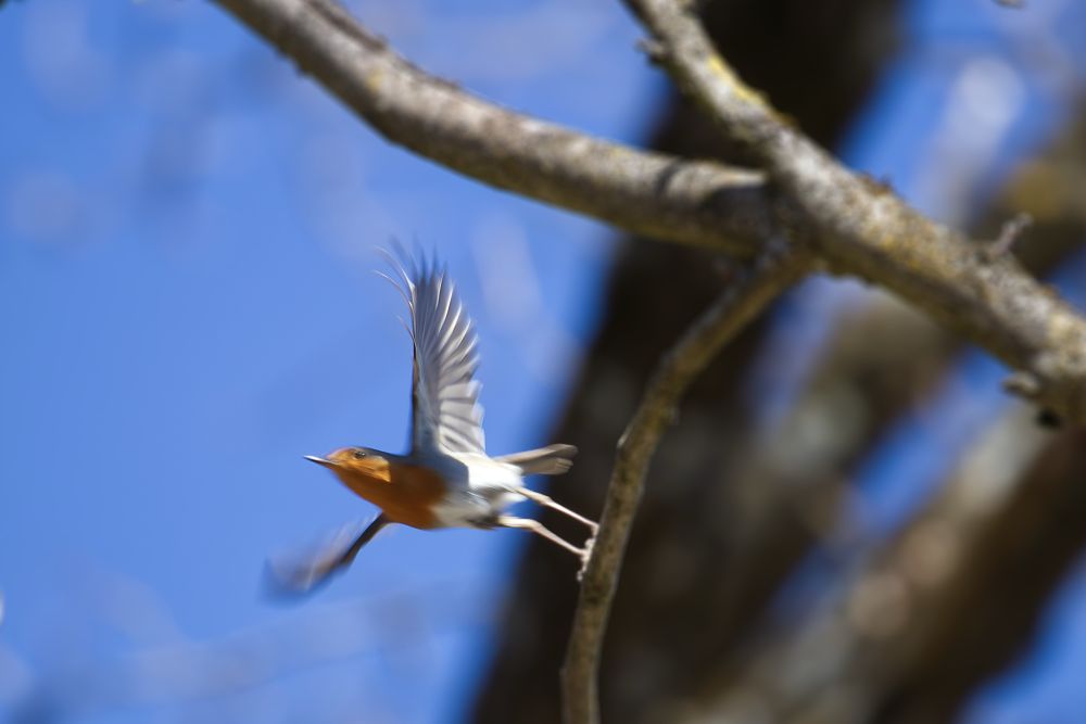 Picture shows a bird (European Robin) just taking off from a branch. 
