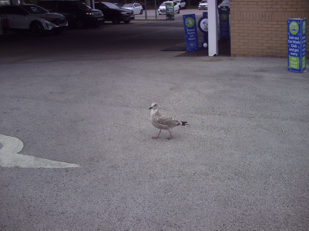 Small seagull looking right at me