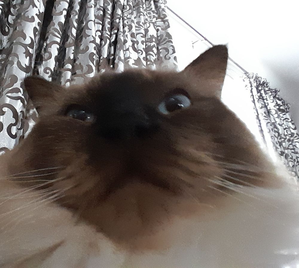 Dave the cat's face in a not so good angle
