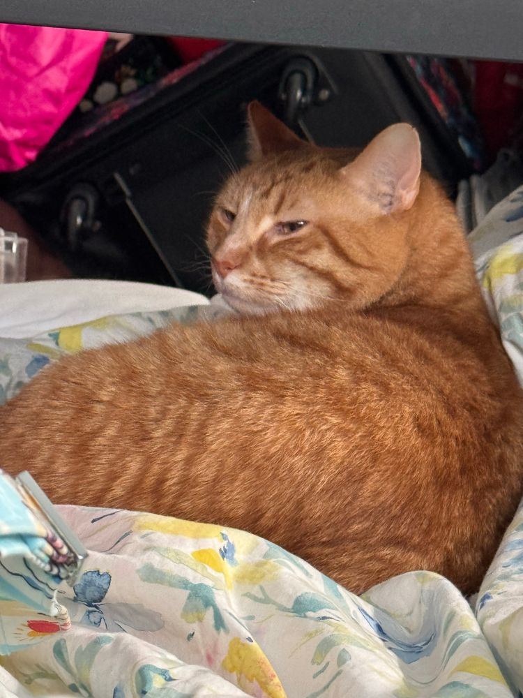 Orange kitty Dean mid slow blink. 