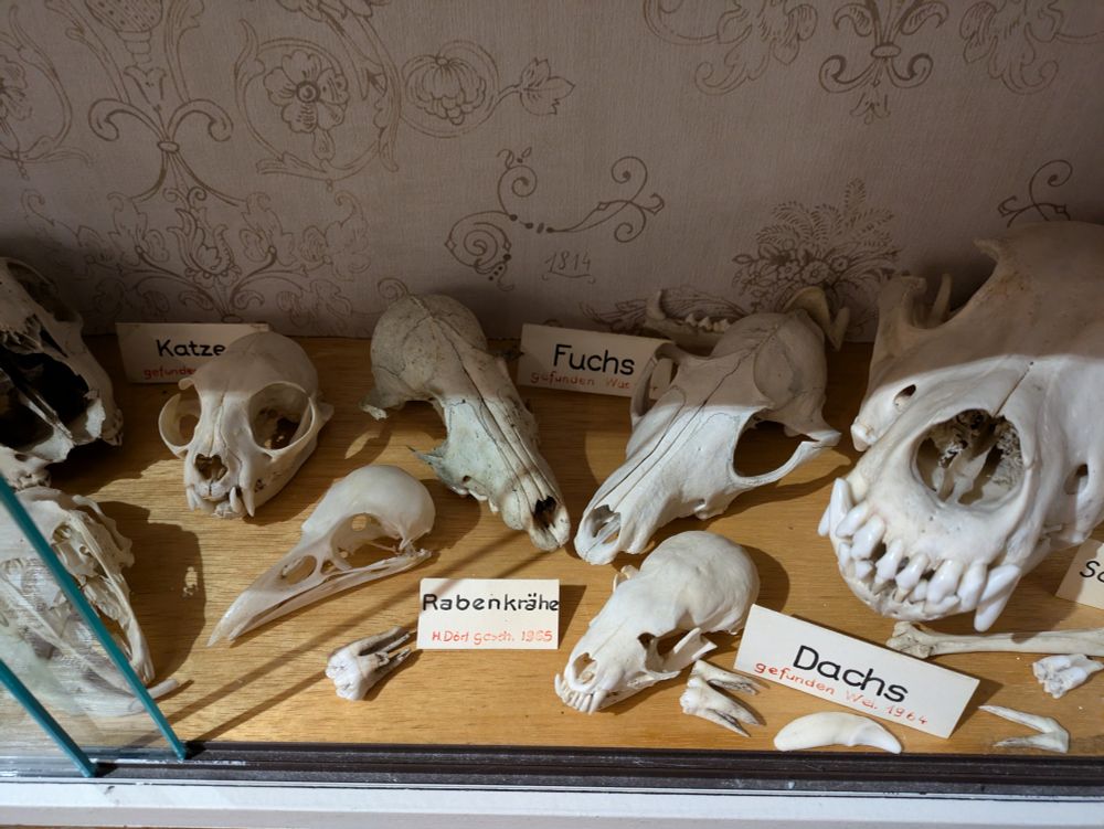 A collection of different animal skulls