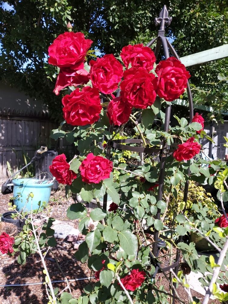 Red 'Don Juan' roses