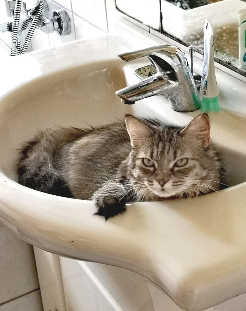 Eine graugetigerte Katze liegt gemütlich im Bad in einem halbrunden Waschbecken. 