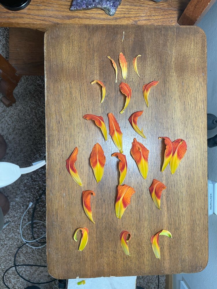 Dismantled double lily arranged by position in the flower. Total of 6 layers. The third layer from the bottom contained stamens with petioles and at the top 7th row is the pistil of the flower.