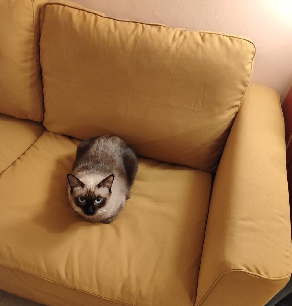 Haru, una gatita siamesa, tumbada en el sofá.