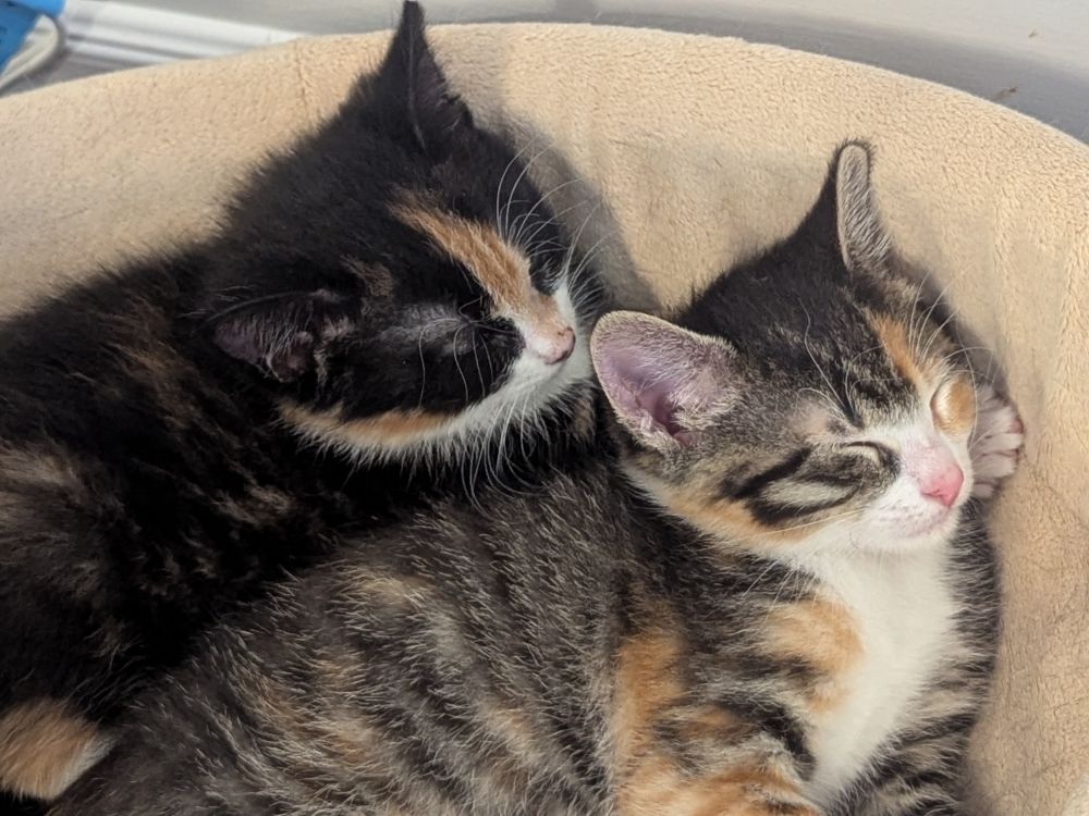 Two Calico kittens sleeping in a heated cat bed. 
