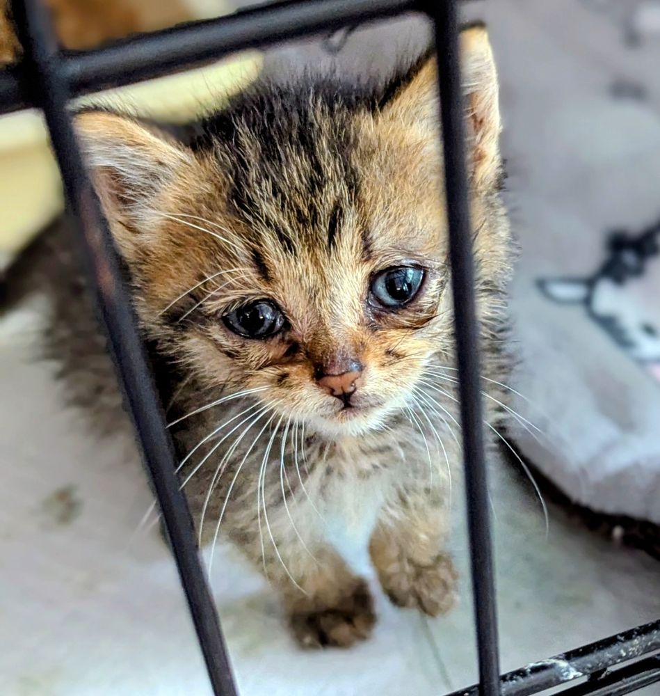 A tiny tabby kitten with sad eyes looking through the bars of a cage