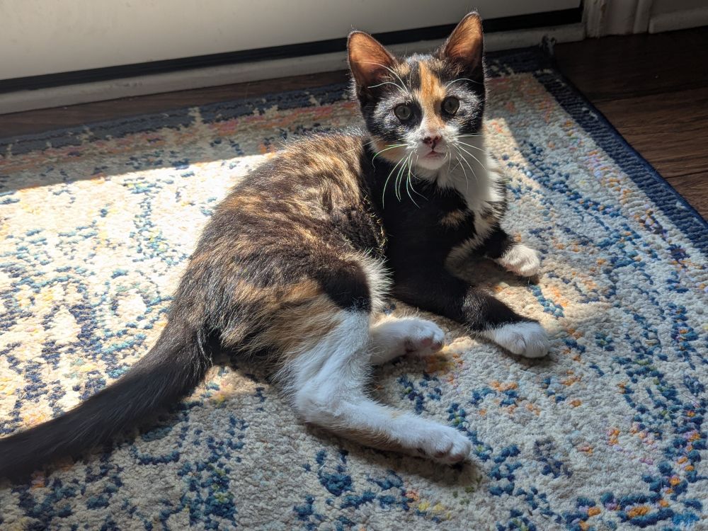 A Calico kitten sitting on a patterned carpet in a ray of sunshine 