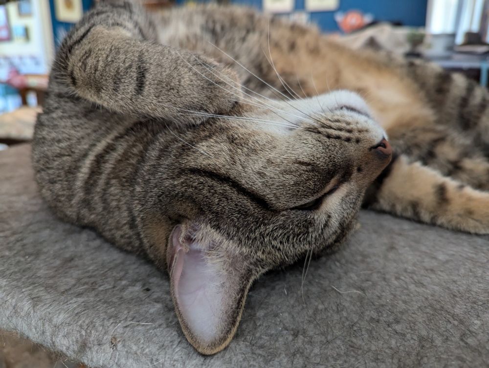 Close-up of a sleeping brown tabby's upside-down head, one paw held up near his white chin.