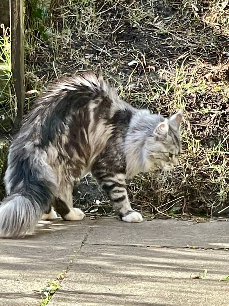 A gray cat standing on concrete in front of a grassy hill. 